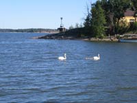 Лебеди-шипуны,<br>Хельсинки,<br>июль 2006 года (размер неизвестен)