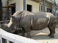 Белый носорог<BR>Киевский зоопарк,<br>август 2006г. (размер неизвестен)