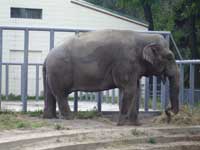 Индийский слон<BR>Киевский зоопарк,<br>август 2006г. (размер неизвестен)