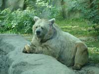 Бурый медведь<BR>Киевский зоопарк,<br>август 2006г. (размер неизвестен)
