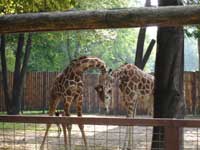 Жирафы<BR>Киевский зоопарк,<br>август 2006г. (размер неизвестен)