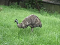 Эму<BR>зоопарк Брукфилда,<br>штат Иллиноис,<br>США,<br>май 2007 г. (размер неизвестен)