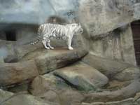 Белый тигр<BR>Московский зоопарк,<br>ноябрь 2007г. (размер неизвестен)