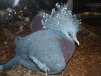 Венценосный голубь<BR>Московский зоопарк,<br>ноябрь 2007г. (размер неизвестен)