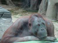 Самка орангутана<BR>Московский зоопарк,<br>ноябрь 2007г. (размер неизвестен)