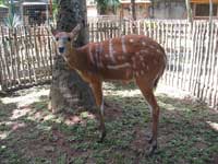 Антилопа ситатунга<BR>Зоопарк на о. Бали,<br>июль 2008г. (размер неизвестен)