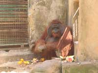 Орангутан<BR>Зоопарк на о. Бали,<br>июль 2008г. (размер неизвестен)