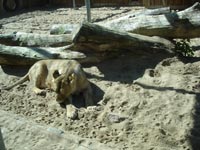 Африканская львица<BR>Таллинский зоопарк,<br>20 июня 2009 (размер неизвестен)