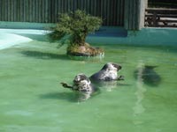 Серые тюлени<BR>Таллинский зоопарк,<br>20 июня 2009 (размер неизвестен)