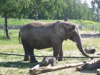 Африканский слон<BR>Таллинский зоопарк,<br>20 июня 2009 (размер неизвестен)