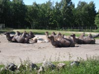 Верблюды двугорбые<BR>Таллинский зоопарк,<br>20 июня 2009 (размер неизвестен)