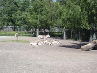 Туркменские куланы<BR>Таллинский зоопарк,<br>20 июня 2009 (размер неизвестен)