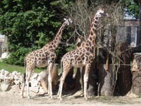 Жирафы<BR>Рижский зоосад,<br>21 июня 2009 (размер неизвестен)
