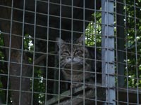 Лесной кот<BR>вольерный комплекс Кавказского<BR>биосферного заповедника,<br>10 сентября 2010 (размер неизвестен)