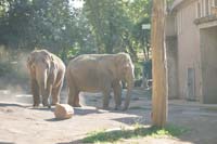 Азиатские слоны<BR>Биопарк Рима,<br>август 2011 (размер неизвестен)