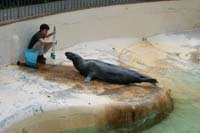 Морской слон<BR>Биопарк Рима,<br>август 2011 (размер неизвестен)