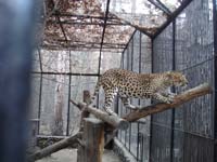 Леопард<BR>Новосибирский зоопарк,<br>ноябрь 2011 (размер неизвестен)