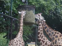 Жирафы<BR>зоопарк Шенбрунн,<br>август 2012 (размер неизвестен)