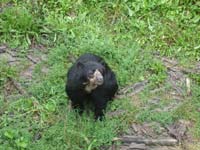 Очковый медведь<BR>зоопарк Шенбрунн,<br>август 2012 (размер неизвестен)
