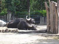Африканские буйволы<BR>зоопарк Шенбрунн,<br>август 2012 (размер неизвестен)