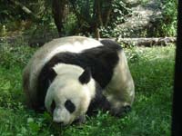 Большие панды<BR>зоопарк Шенбрунн,<br>август 2012 (размер неизвестен)