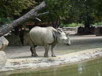 Индийский носорог<BR>зоопарк Шенбрунн,<br>август 2012 (размер неизвестен)