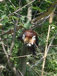 Малая панда<BR>зоопарк Шенбрунн,<br>август 2012 (размер неизвестен)
