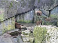 Белокоготные медведи<BR>зоопарк Копенгагена,<br>апрель 2012 (размер неизвестен)
