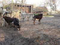 Чёрные антилопы и зебры Греви<BR>зоопарк Копенгагена,<br>апрель 2012 (размер неизвестен)