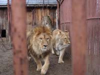 Африканские львы<BR>Пермский зоопарк,<br>30 октября 2012 (размер неизвестен)