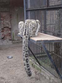 Барс<BR>Пермский зоопарк,<br>30 октября 2012 (размер неизвестен)