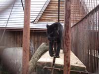 Чёрный леопард<BR>Пермский зоопарк,<br>30 октября 2012 (размер неизвестен)