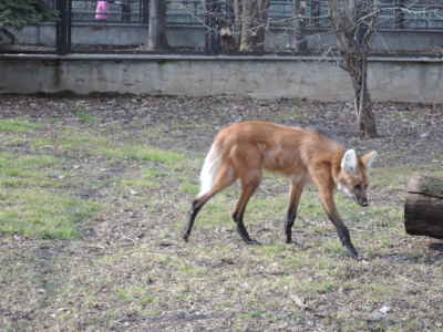 Гривистый волк<br>Московский зоопарк,<br>март 2014 года (размер неизвестен)