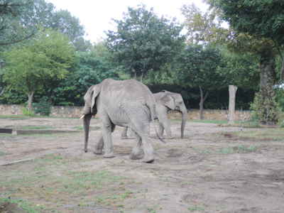 Африканские слоны<br>Варшавский зоопарк,<br>август 2014 года (размер неизвестен)
