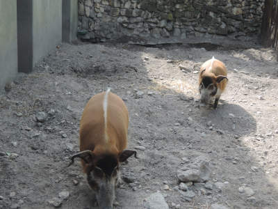 Кистеухие свиньи<br>Будапештский зоопарк,<br>апрель 2018 года (размер неизвестен)