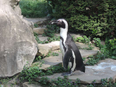Африканский пингвин<br>Будапештский зоопарк,<br>апрель 2018 года (размер неизвестен)