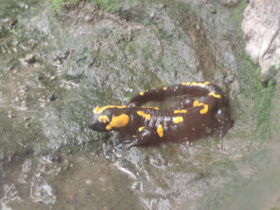 Обыкновенная саламандра<br>Будапештский зоопарк,<br>апрель 2018 года (размер неизвестен)