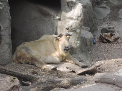 Сычуаньский такин<br>Будапештский зоопарк,<br>апрель 2018 года (размер неизвестен)