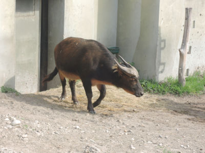 Филиппинский буйвол<br>Будапештский зоопарк,<br>апрель 2018 года (размер неизвестен)