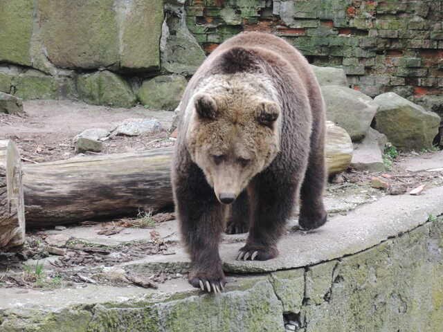 Бурый медведь<br>Калининградский зоопарк,<br>апрель 2021 года (размер неизвестен)
