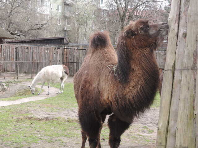 Двугорбый верблюд и лама<br>Калининградский зоопарк,<br>апрель 2021 года (размер неизвестен)