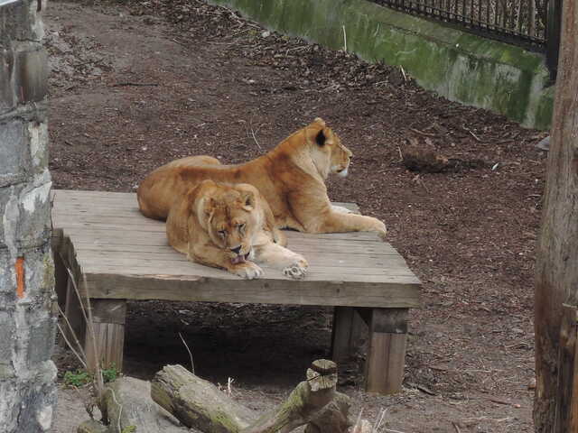 Африканские львицы<br>Калининградский зоопарк,<br>апрель 2021 года (размер неизвестен)