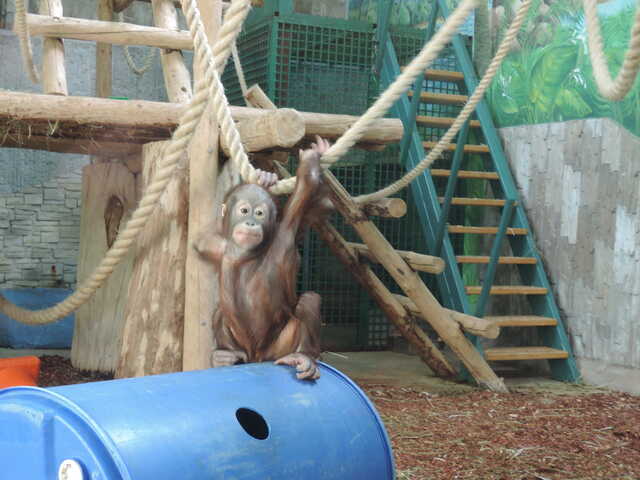 Орангутан<br>Калининградский зоопарк,<br>апрель 2021 года (размер неизвестен)