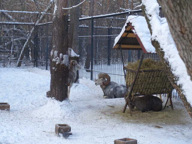Аргали<br>Новосибирский зоопарк,<br>январь 2022 года (размер неизвестен)
