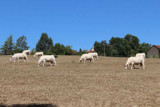 Коровы породы шароле<br>Франция,<br>Бургундия,<br>август 2022 года (размер неизвестен)