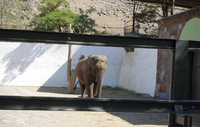 Азиатский слон<br>Ереванский зоопарк,<br>сентябрь 2022 года (размер неизвестен)