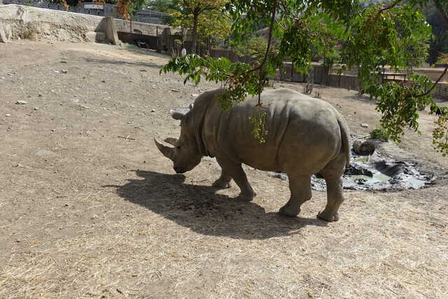 Белый носорог<br>Тбилисский зоопарк,<br>октябрь 2022 года (размер неизвестен)